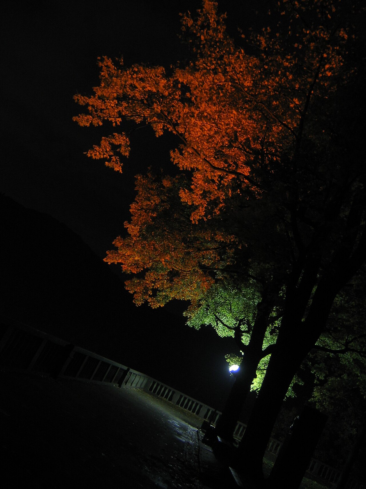 Canon IXY DIGITAL 2000 IS sample photo