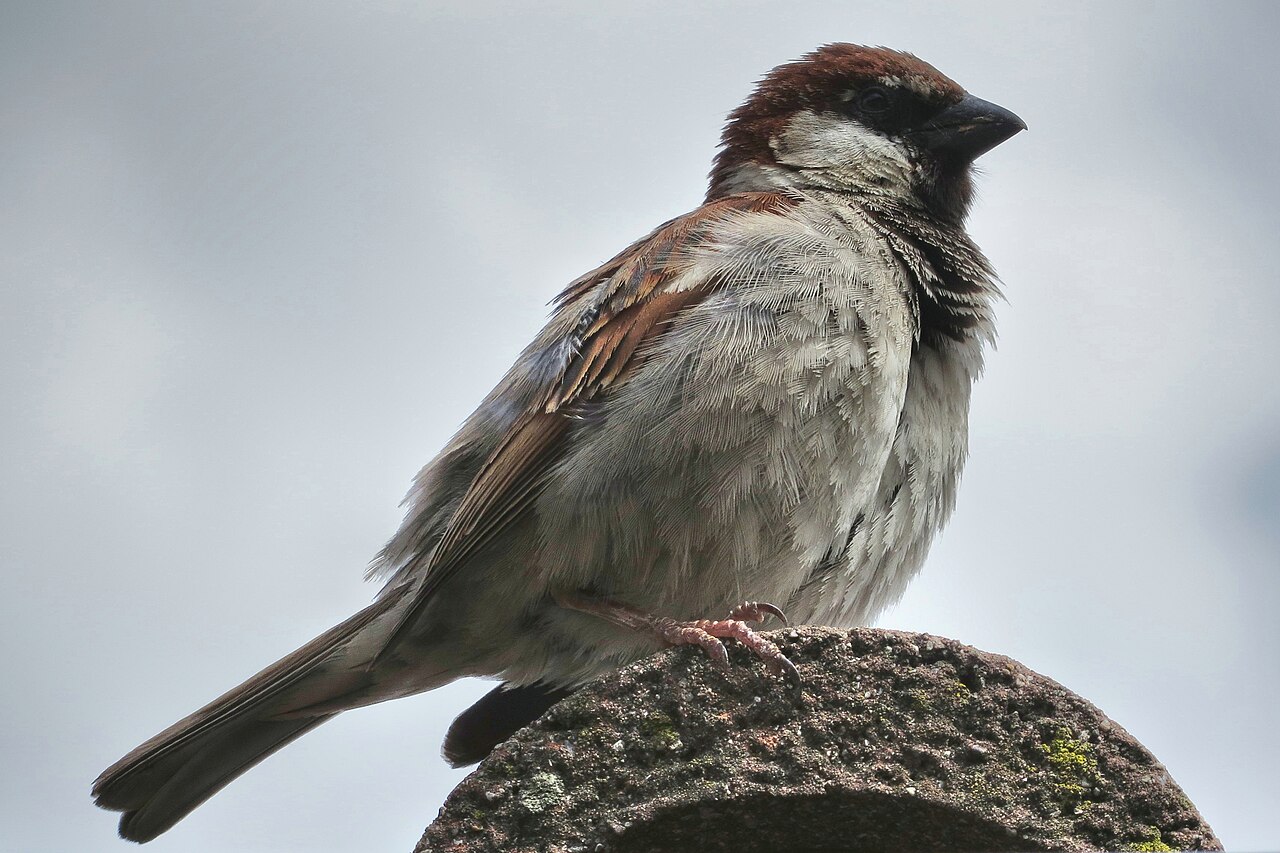 Canon PowerShot SX280 HS 作例