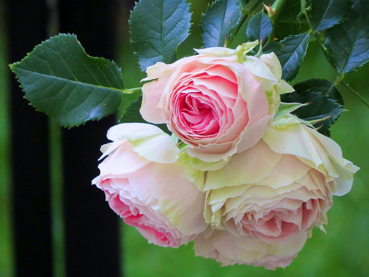 Canon PowerShot SX50 HS 作例