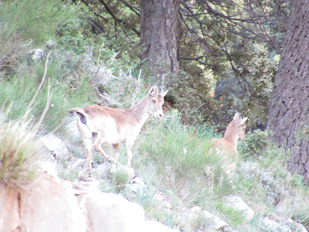Canon PowerShot SX620 HS sample photo