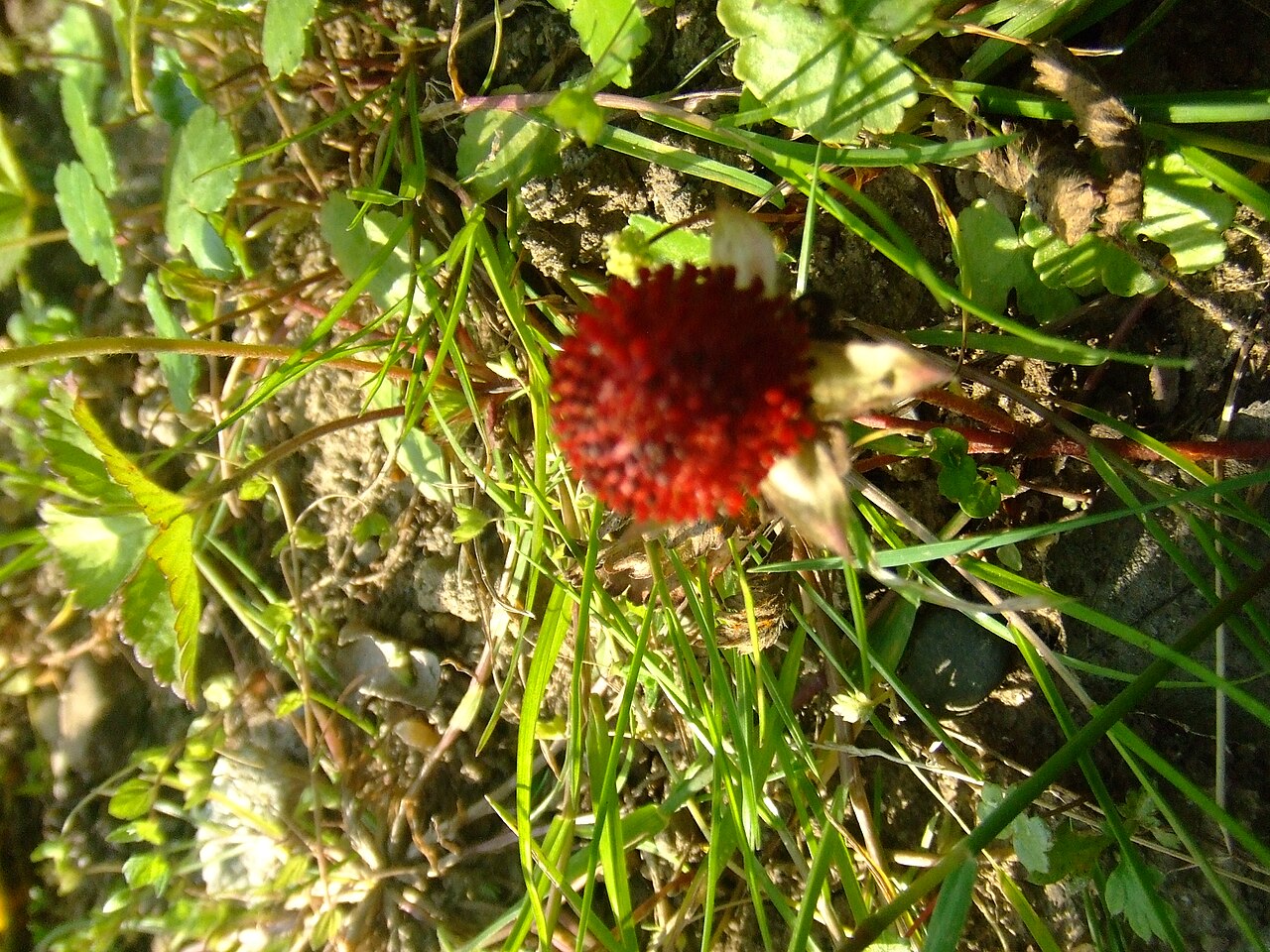 FUJIFILM FinePix Z5fd sample photo