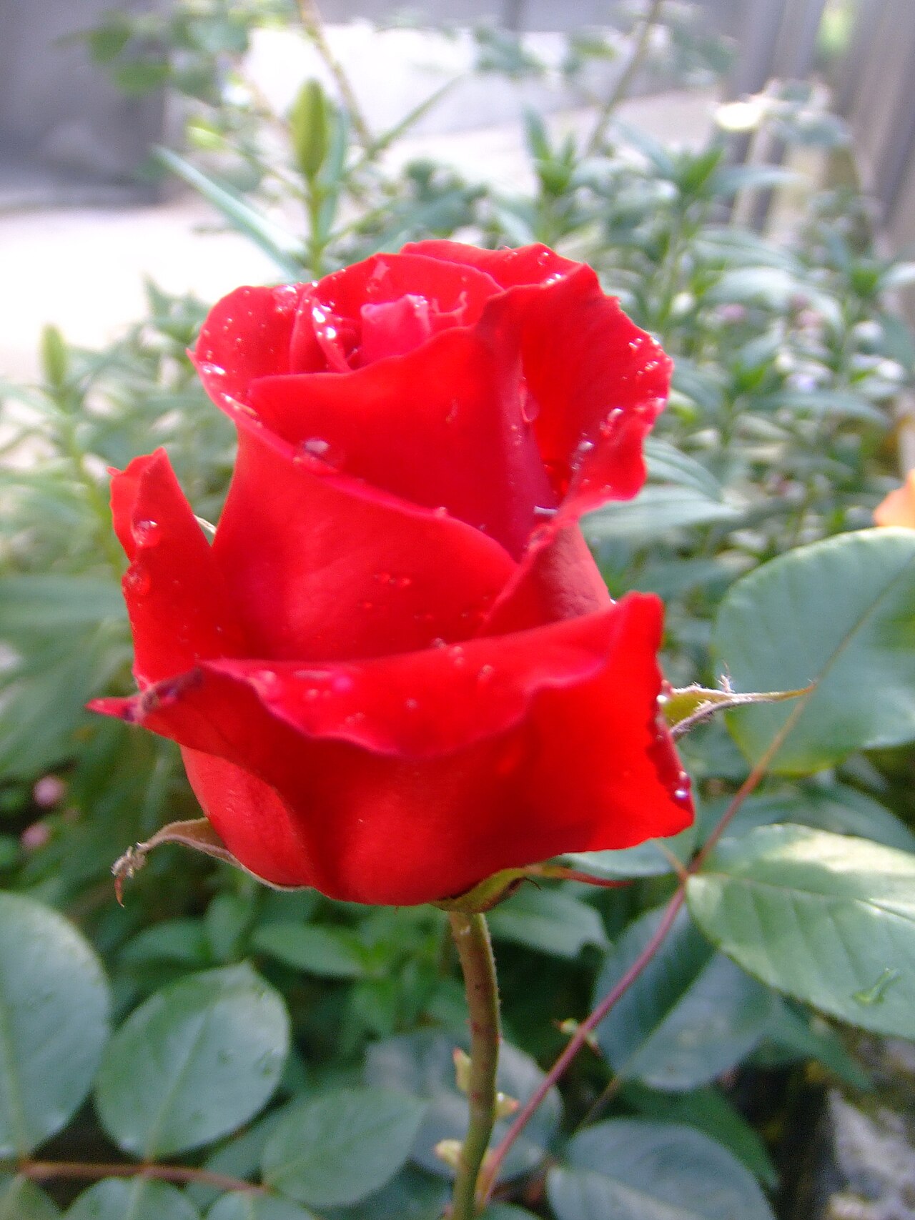 FUJIFILM FinePix Z5fd sample photo