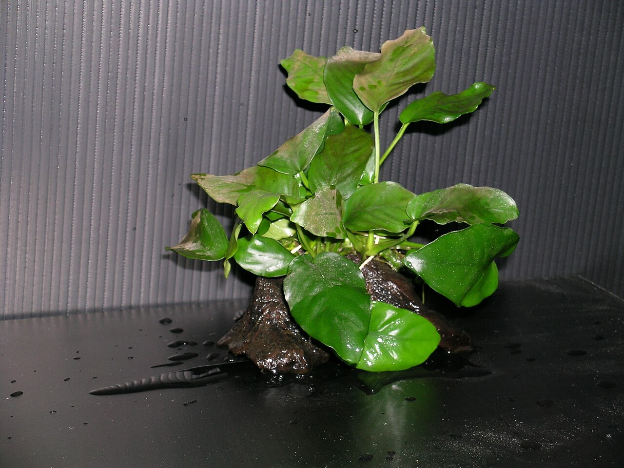 Nikon COOLPIX 5400 sample photo