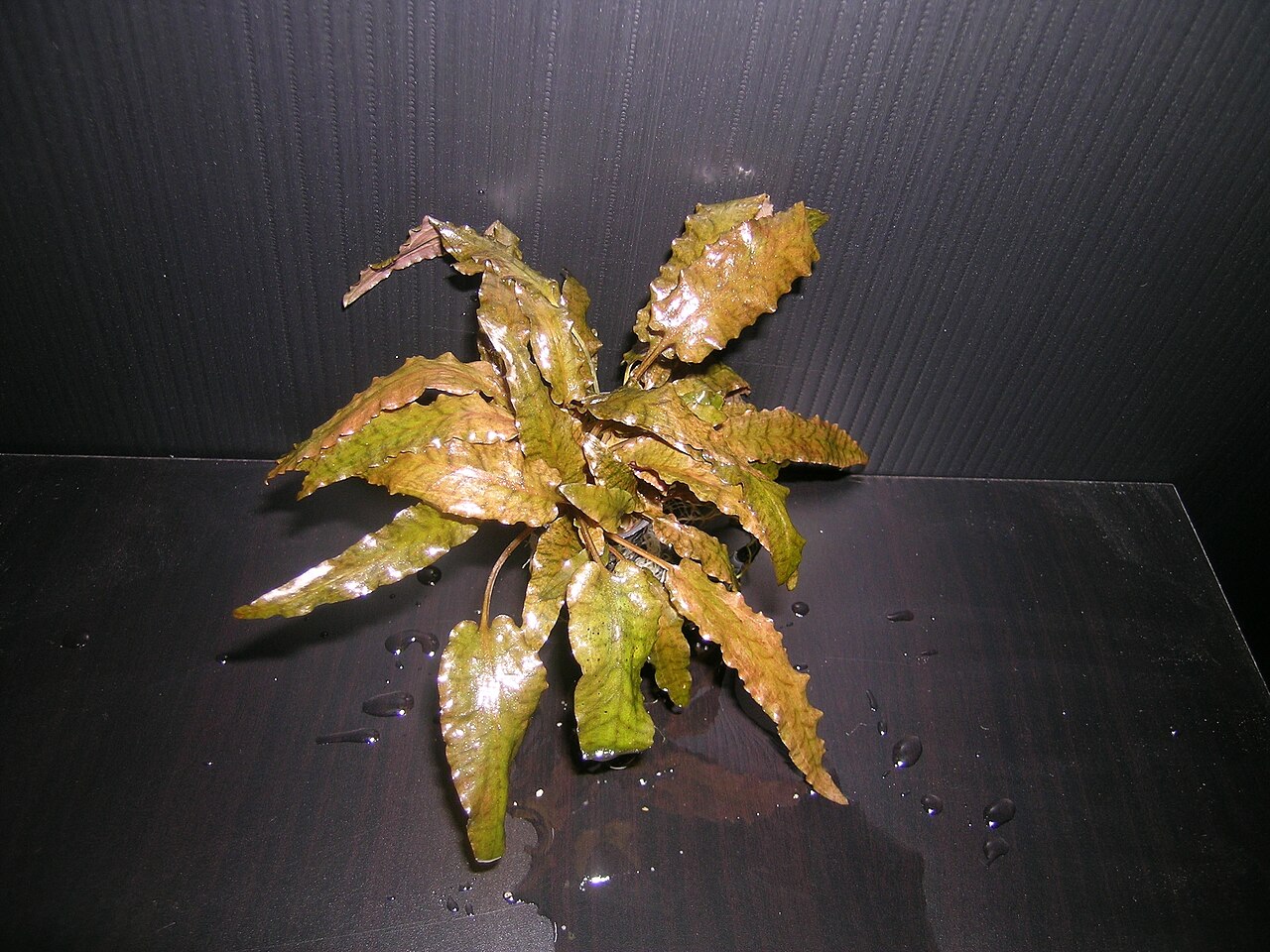 Nikon COOLPIX 5400 sample photo