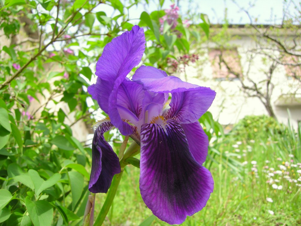 Nikon COOLPIX P5000 sample photo