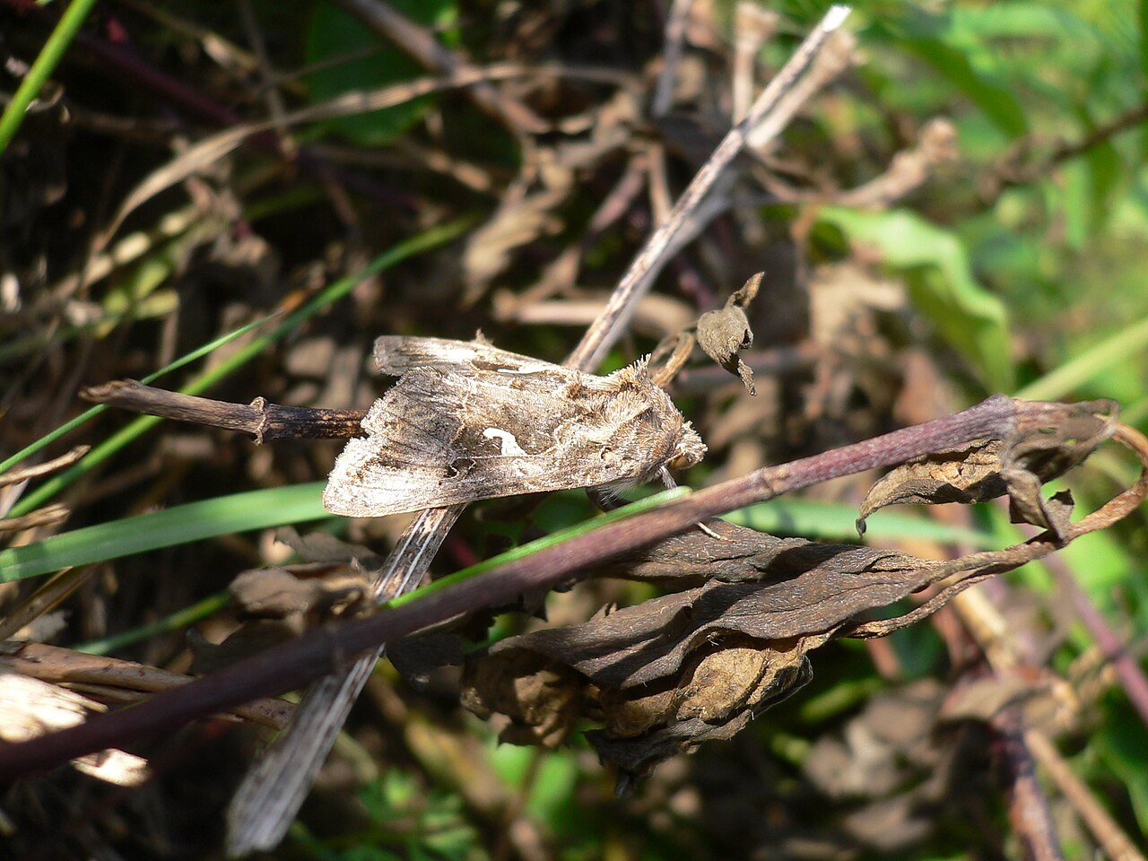 Panasonic Lumix DMC-FX2 sample photo