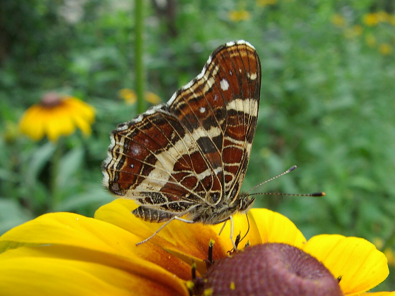 Pentax Optio MX4 作例