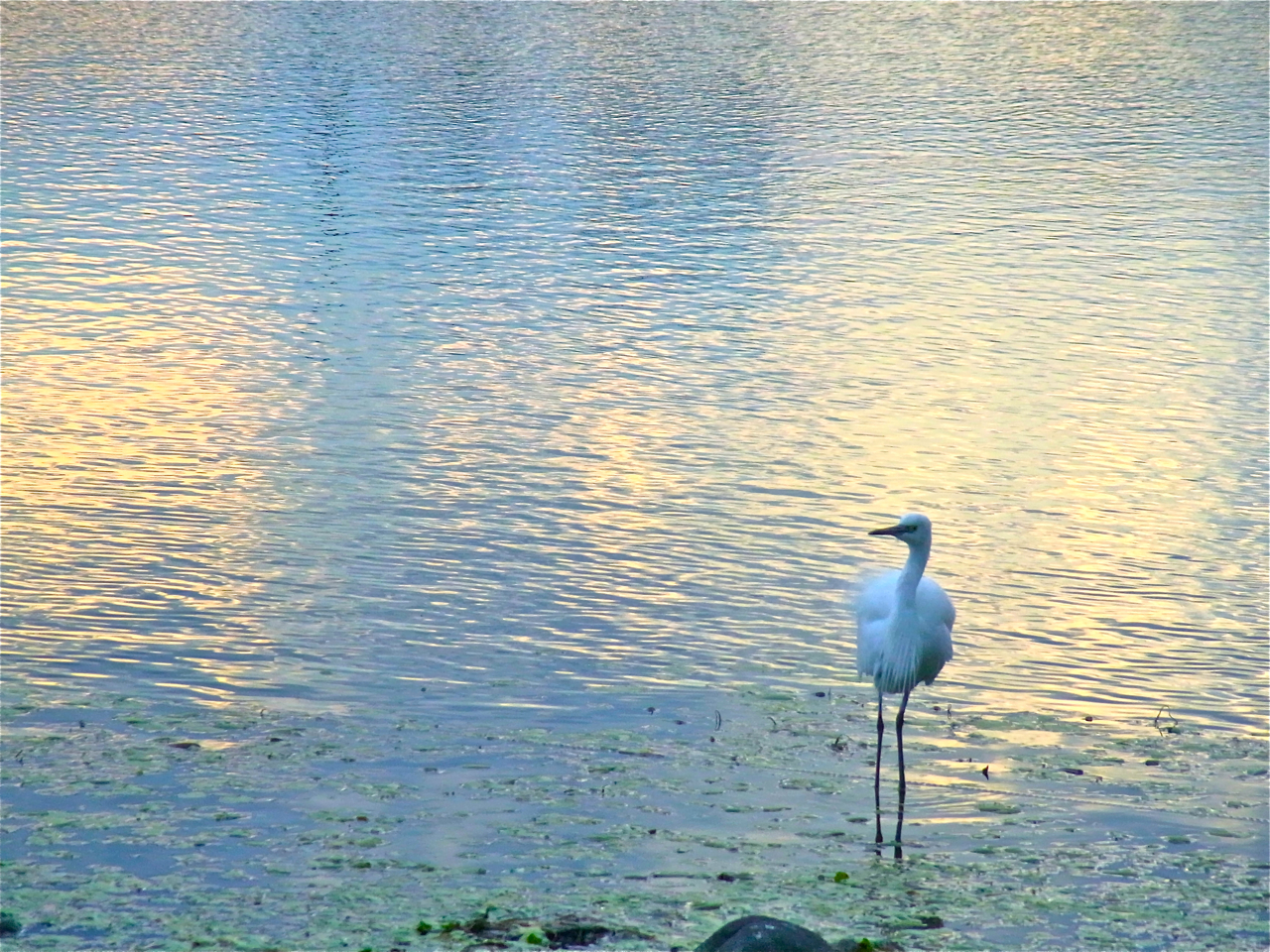 RICOH CX2 sample photo