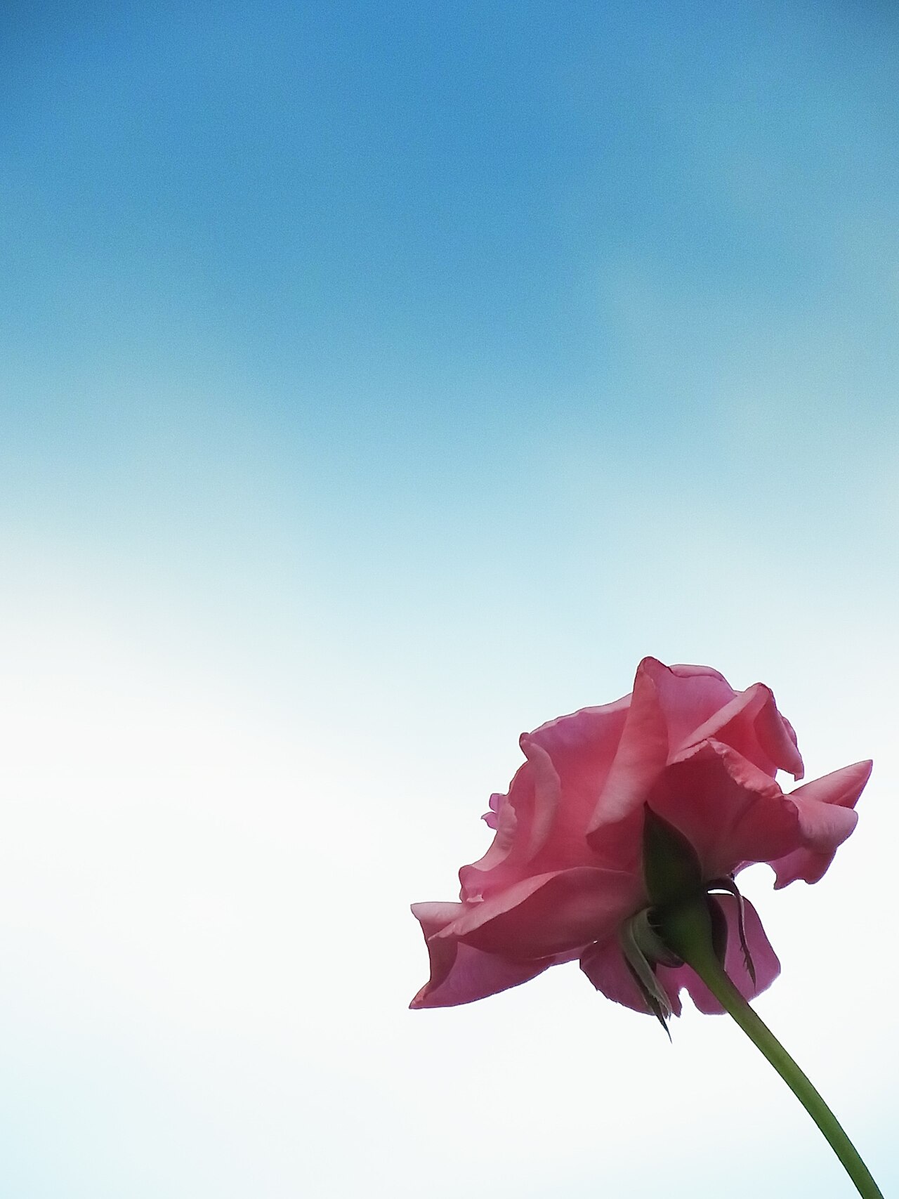 RICOH CX4 sample photo