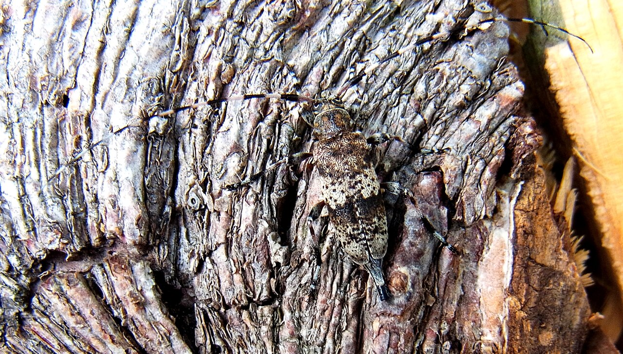 RICOH CX5 sample photo