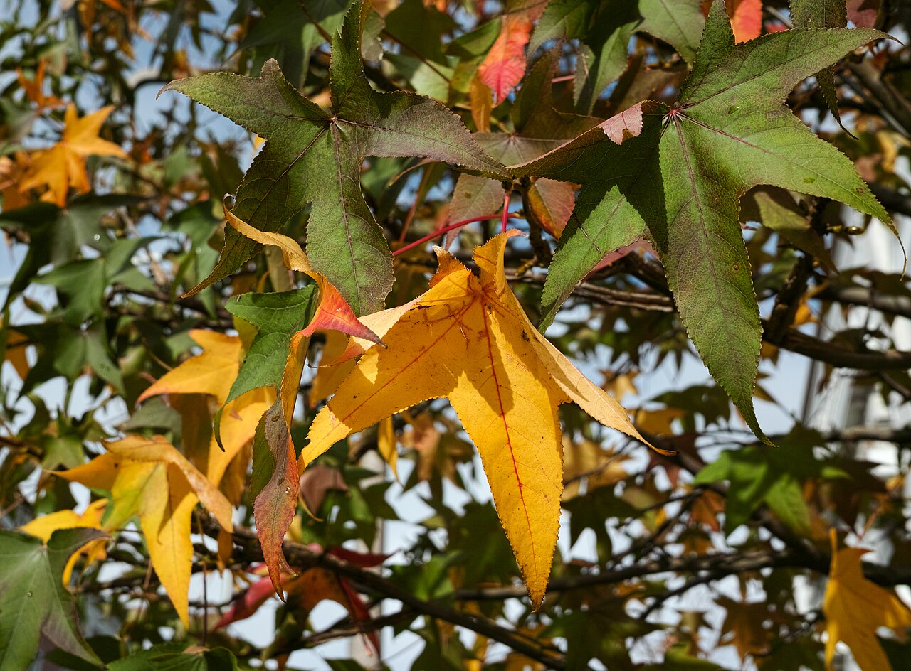 SIGMA DP2 Merrill sample photo